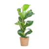 Ficus Lyrata met Mand Sofia naturel
