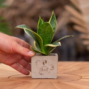 Sansevieria | It's a girl