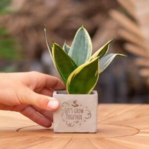 Sansevieria | Let's grow together