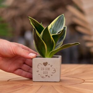 Sansevieria | Ich liebe Dich
