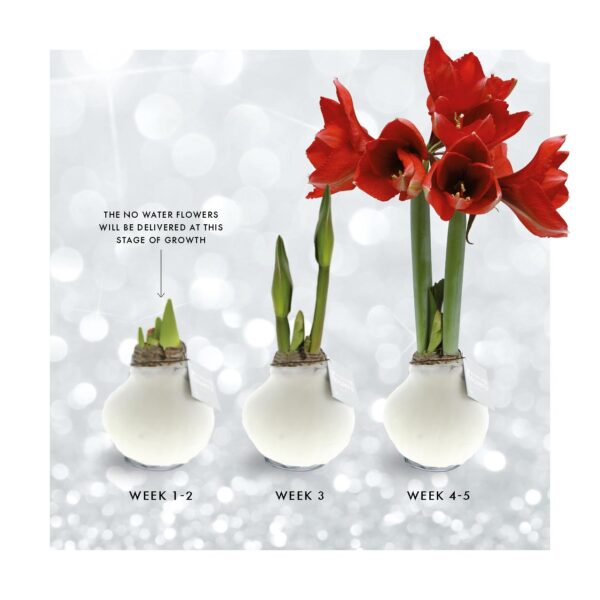 Fashionz Patternz Disco Mix (3 pack) + Red flower
