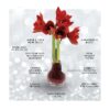 Fashionz Patternz Disco Mix (3 pack) + Red flower