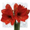 Waxz Art Picasso - Green + Red flower