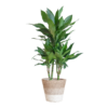 Dracaena Janet Lindt met Mand Lissabon wit
