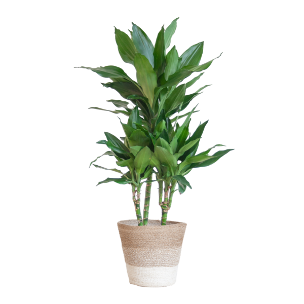 thumbnail_6000-204.png Dracaena Janet Lindt met Mand Lissabon wit