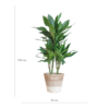 Dracaena Janet Lindt met Mand Lissabon wit