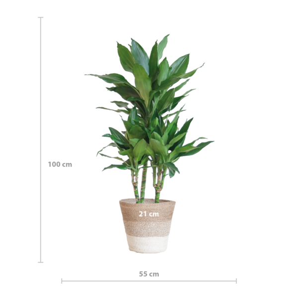 thumbnail_6000-205.png Dracaena Janet Lindt met Mand Lissabon wit