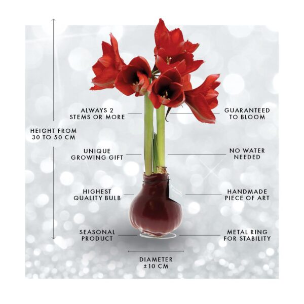 Formz Mix (4 pack) + Red flower