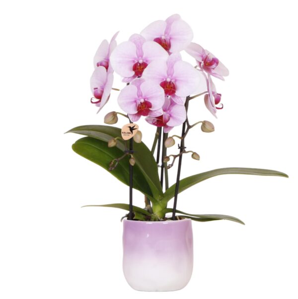 Roze orchidee Niagara Falls in Gradience sierpot roze