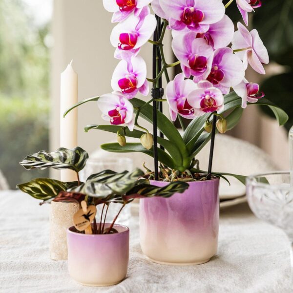 Roze orchidee Niagara Falls in Gradience sierpot roze