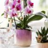 Roze orchidee Niagara Falls in Gradience sierpot roze