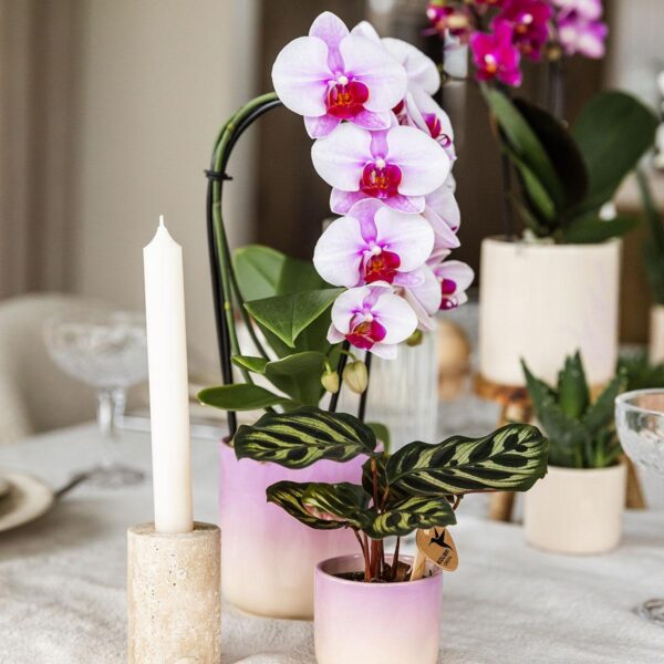 Roze orchidee Niagara Falls in Gradience sierpot roze