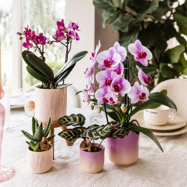 Roze orchidee Niagara Falls in Gradience sierpot roze