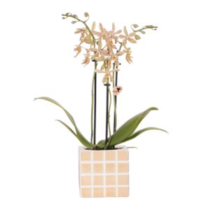 Oranje 'Spider' orchidee in Mosa sierpot oranje
