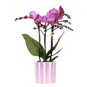 Paarse phalaenopsis orchidee Vienna in Painted Stripe pot lila