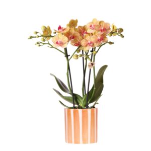 Oranje Phalaenopsis orchidee Jamaica in Painted Stripe pot oranje