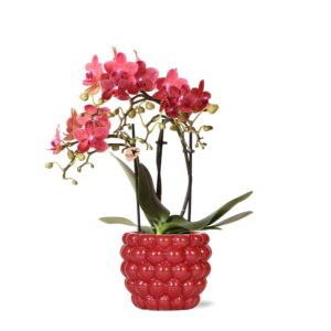 Rode Phalaenopsis orchidee – Congo in Berry sierpot