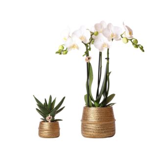 Planten set Groove goud | Set met witte Phalaenopsis orchidee Amabilis en groene plant Succulent Aloe Brevifolia