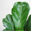 Ficus Lyrata met Mand Sofia naturel