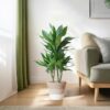 Dracaena Janet Lindt met Mand Lissabon wit