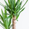 Dracaena Janet Lindt met Mand Lissabon wit