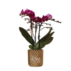 Paarse Phalaenopsis orchidee - Morelia in Diamond sierpot goud