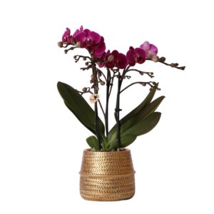 Paarse phalaenopsis orchidee - Morelia in Groove sierpot goud