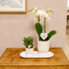Plantenset Love wit small | Groene planten met witte Phalaenopsis orchidee in witte sierpotten op wit dienblad