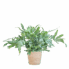 Phlebodium Aureum 'Blue Star' met Mand Sofia naturel