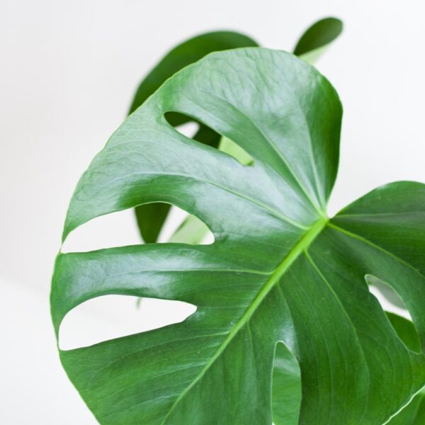 Monstera Deliciosa met Lissabon mand wit