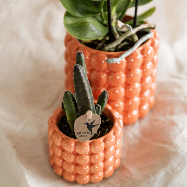 Plantenset Poppy oranje | Oranje Phalaenopsis Orchidee Jamaica en Succulent incl. keramieken sierpotten