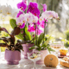 Roze orchidee - 'Portugal' - Phalaenopsis | 2 stuks