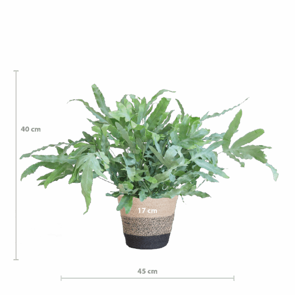 Phlebodium Aureum 'Blue Star' met Mand Lissabon zwart