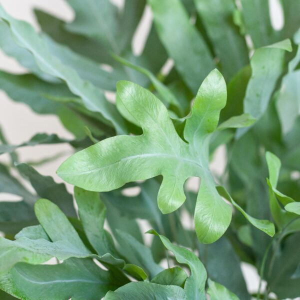 Phlebodium Aureum 'Blue Star' met Mand Sofia naturel