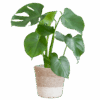 Monstera Deliciosa met Lissabon mand wit