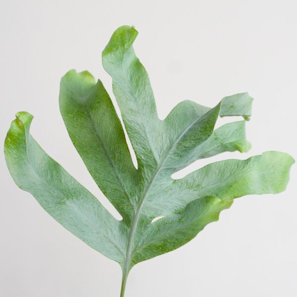 Phlebodium Aureum 'Blue Star' met Mand Sofia naturel