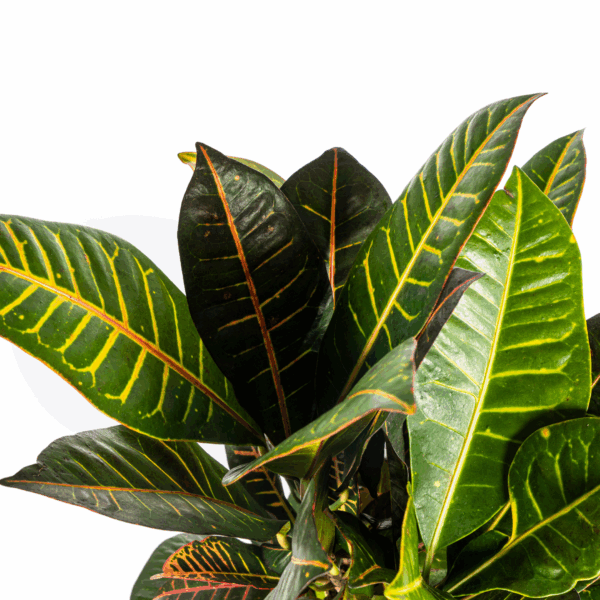 thumbnail_6000-118.png Codiaeum 'Croton' Petra met mand