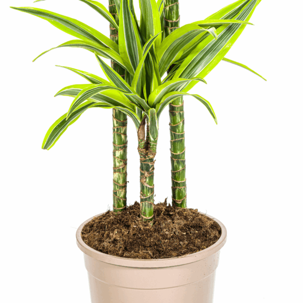 thumbnail_6000-126.png Dracaena Deremensis 'Lemon Lime' met mand