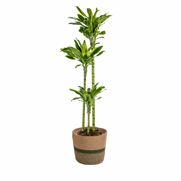 thumbnail_6000-128.png Dracaena Fragrans 'Golden Coast' met mand