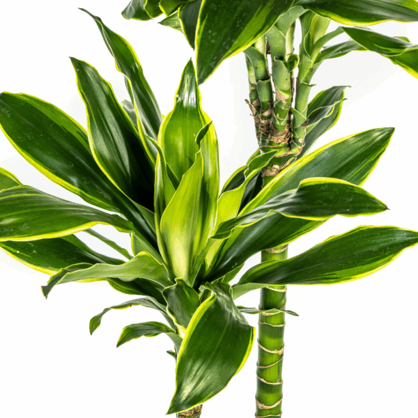thumbnail_6000-130.png Dracaena Fragrans 'Golden Coast' met mand