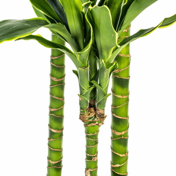 thumbnail_6000-131.png Dracaena Fragrans 'Golden Coast' met mand