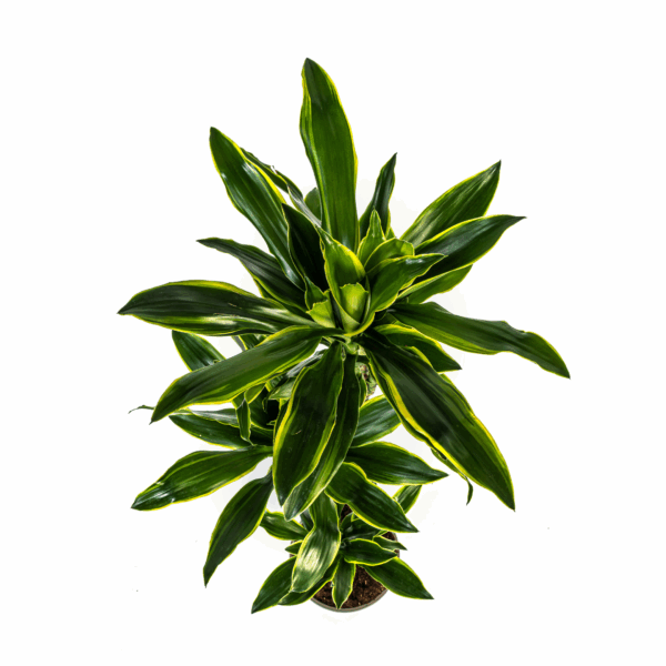 thumbnail_6000-133.png Dracaena Fragrans 'Golden Coast' met mand