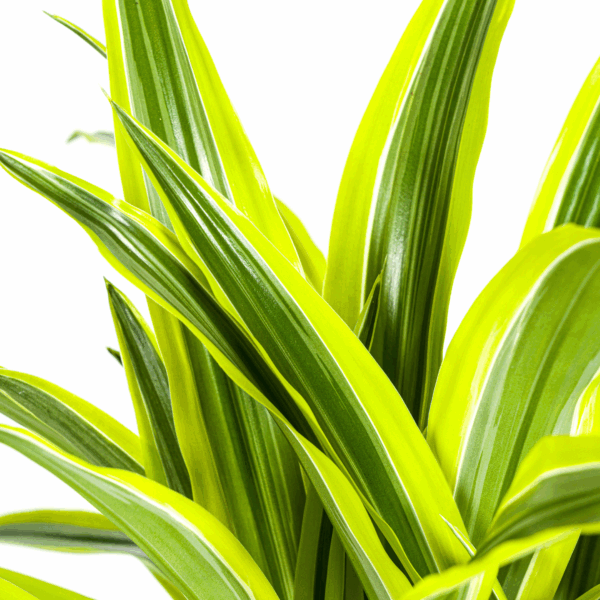 thumbnail_6000-139.png Dracaena Deremensis 'Lemon Lime' met mand