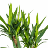 Yucca Elephantipes vertakt met mand