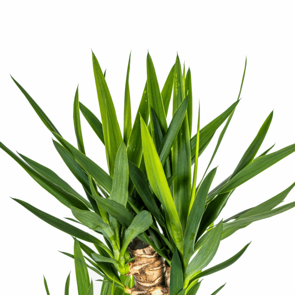 thumbnail_6000-15.png Yucca Elephantipes met mand