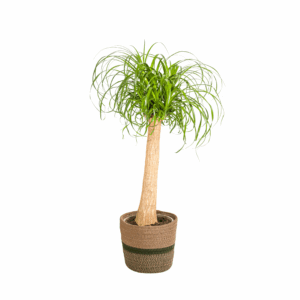 Beaucarnea Recurvata op stam met mand