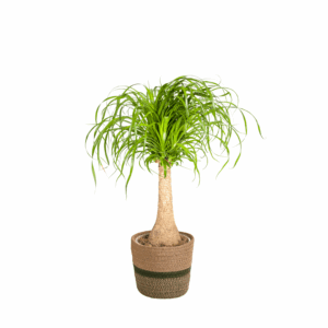 Beaucarnea Recurvata op stam met mand