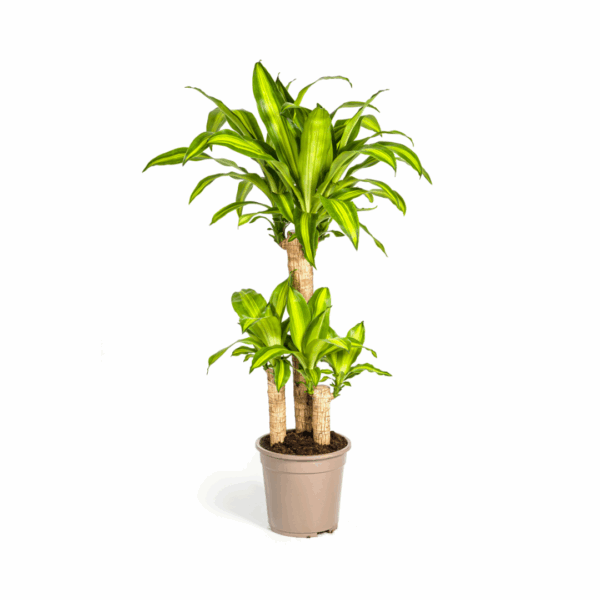 thumbnail_6000-38.png Dracaena Fragrans Massangeana met mand