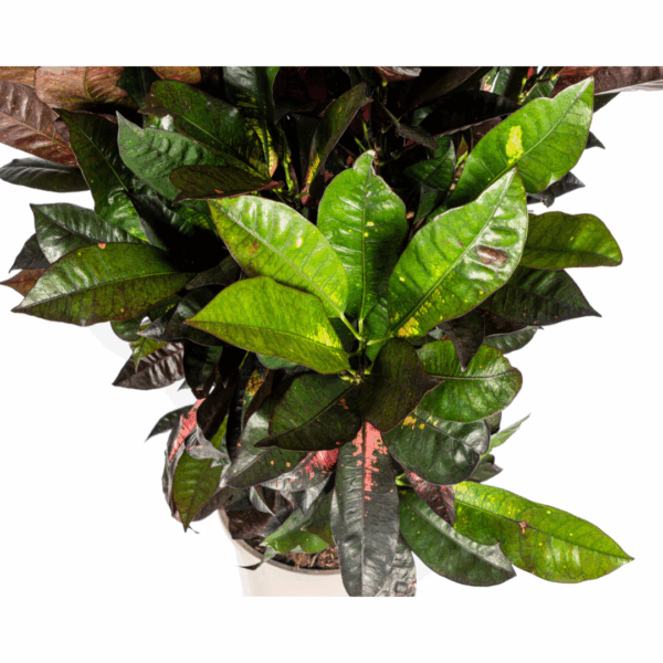 thumbnail_6000-44.png Codiaeum 'Croton' Iceton met mand