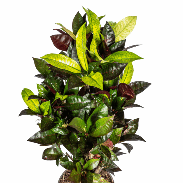 thumbnail_6000-57.png Codiaeum 'Croton' Iceton met mand